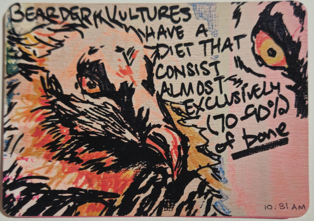 01.15.2025 | bearded vultures